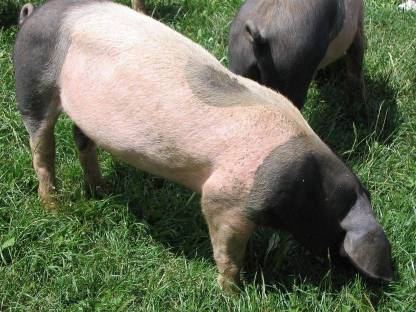 Reinrassiges Schwäbisch Hall Ferkel