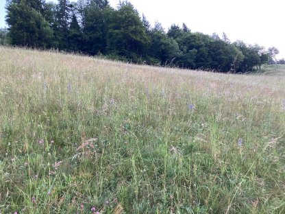 Bild 2:Heu Futter in Kleinballen