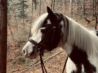 Tinker-Pony-Mix Stute