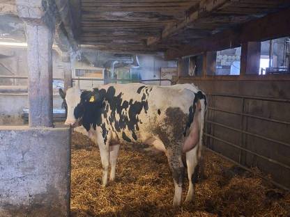 Trächtige Holstein-Kalbin
