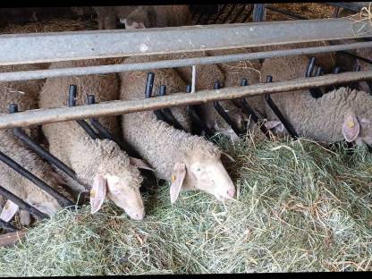 Weibliche Schafe Merino