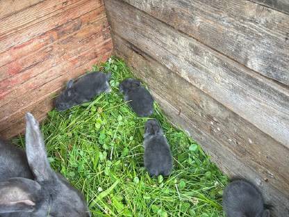 Bild 6:Junge Deutsche Riesen Fleischhasen