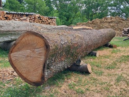 Bild 2:Verkaufe zwei Baumstämme einer wilden Kirsche