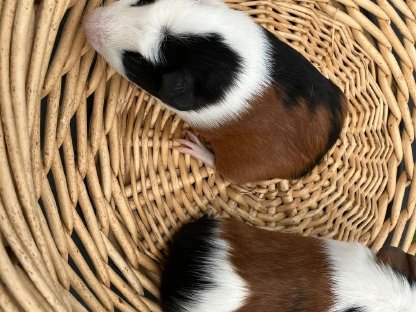 Crested Meerschweinchen
