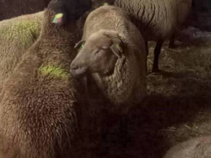 Kaufe ganzjährig Lämmer und Schafe