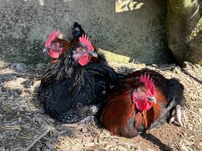 Bild 3:Junghähne zum Hergeben, verschiedene Hähne