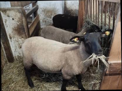 Suffolk Böcke reinrassig