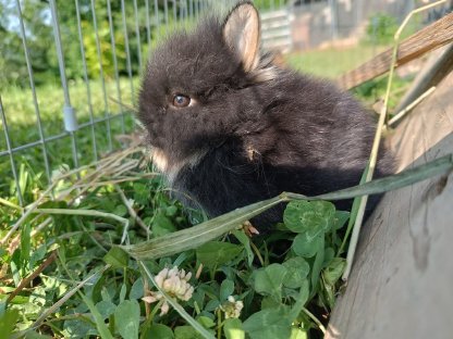 Zwergkaninchen aus Hobbyhaltung