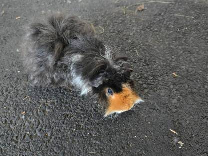 Meerschweinchen 2 Stk. männlich