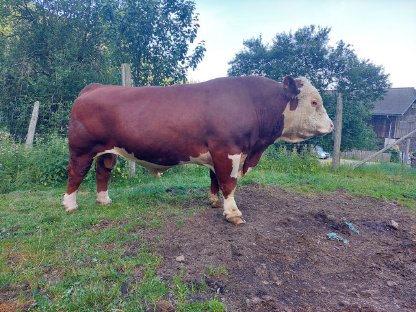 Hereford-Stier