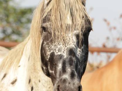 Appaloosa Wallach