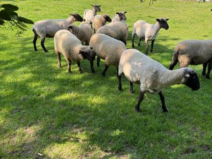 Bild 5:Shropshire Lämmer W/M