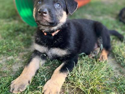 Schäferhundwelpen reinrassig