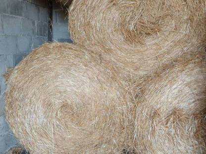Bio Stroh und Heu in Rundballen und quarda