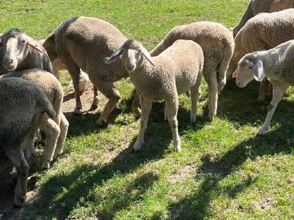 Bild 2:Reinrassige Merinojungschafe
