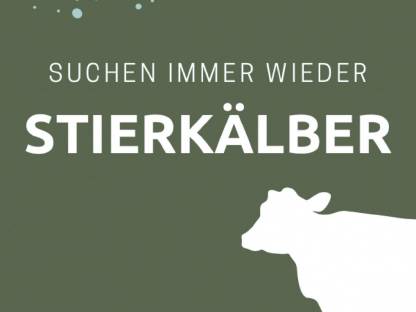 Suche: Kälber männlich