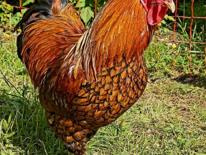 Bild 3:Bruteier Zwerg Wyandotten Gold-schwarz gesäumt