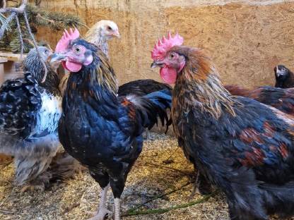 Bild 3:Marans Hähne