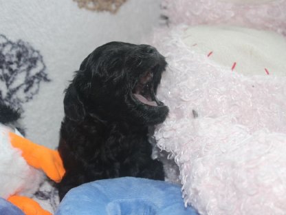 Bild 5:American Cockerpoo's