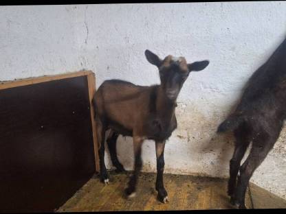 Bild 2:Hornloser pinzgauer mischling