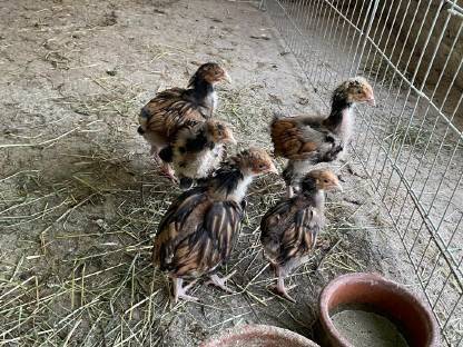 Bild 5:Seidenhühner, Orpington und Buschhühner