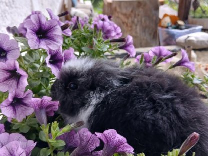 Bild 2:Teddylöwenkopfmix