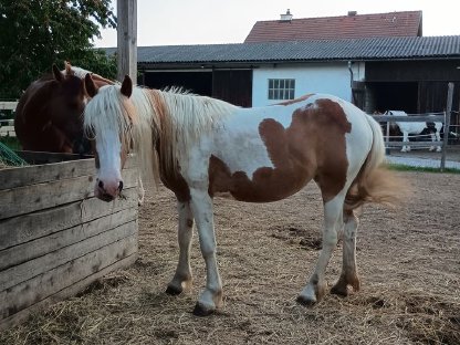 Bild 4:Tinker Pony Mix stute