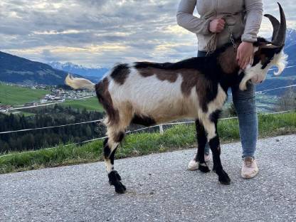 Bild 3:Tauernschecken Jungbock Rocky