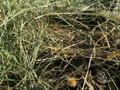 Bild 5:Heu, Kleinballen, Schwedenreiter, Hifel, Heuballen