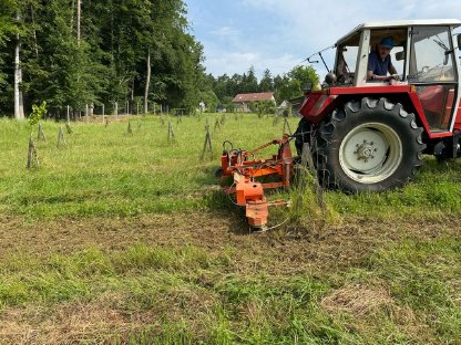 Bild 2:Kreiselegge nahe Stamm für Baumscheiben