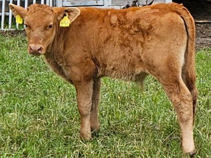 Fullblood Red Wagyu Ochse