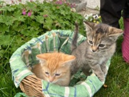 Katzenbabys