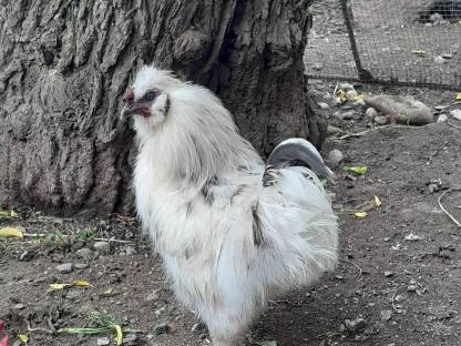 Bild 5:Zwergseidenhähne