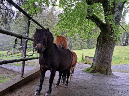 Bild 3:Shetlandpony Deckanzeige