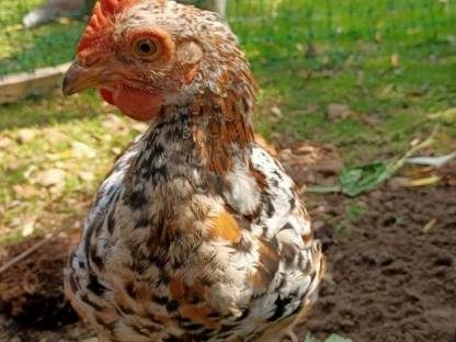 Bild 2:Verkaufe Junghähne geschlüpft im März 2023