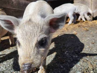 Bio Mangaliza Ferkel