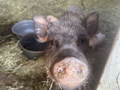 Bild 2:Mini Schweine