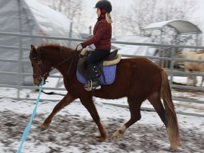 Bild 4:Brave Reitpony-Stute zu verkaufen