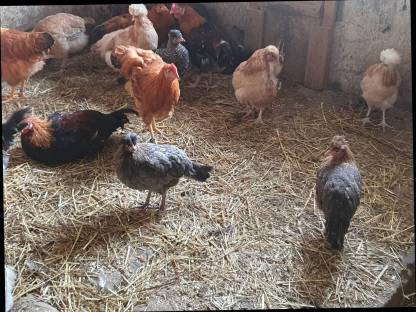 Bild 8:New Hampshire, Sulmtaler, Italiener Nachzucht 2024