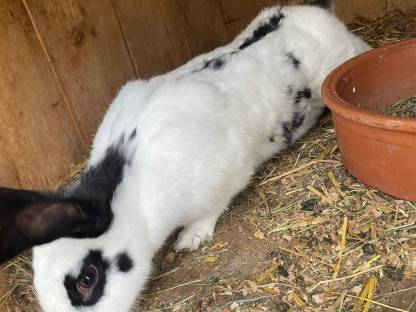 Bild 2:Riesenscheck Häsin