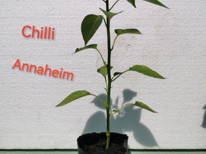 Tomate, Chilli und Melanzani Jungpflanzen