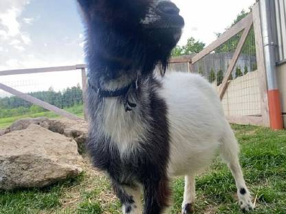 Bild 2:Holländische Zwergziegen