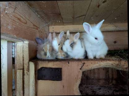 Bild 5:Laufend Zwergkaninchen in allen Farben zu vergeben