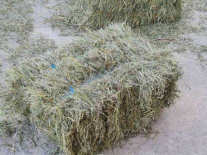 Bio Heu Kleinballen