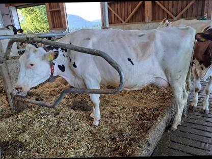 Holstein Kuh