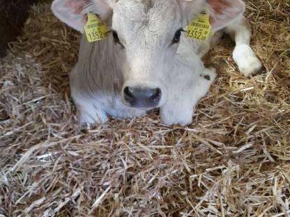 Bio Braunvieh Stierkalb