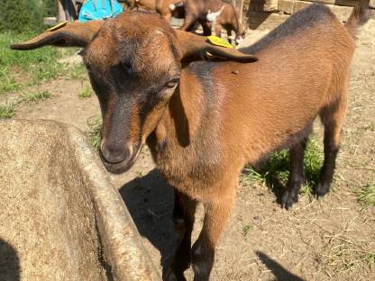 Ziegenbock