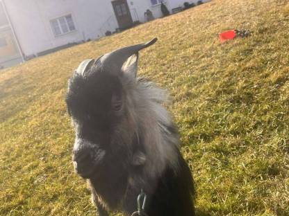 Bild 3:Verkaufe oder tausche Zwergziegenbock