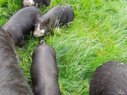 Berkshire Schwein