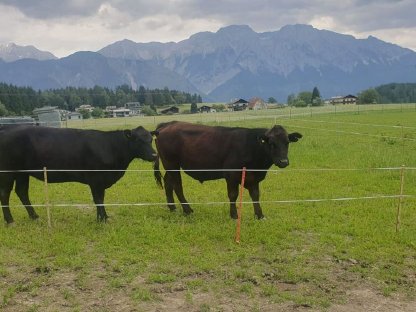 Verkaufe Angus Ochse und Kalbin